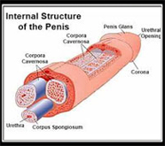 Penis Size Enlargement Treatment In India