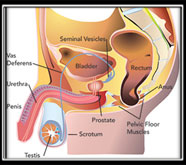 foremost sexual treatment in india