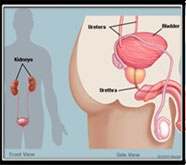 pre-eminent male sexual problems treatment in mumbai