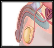 premier male sexual problems treatment in mumbai