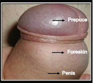 principal male sexual problems treatment in mumbai