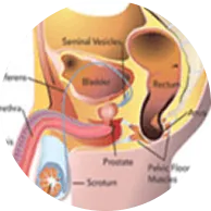Best sex doctor in santacruz Certified sexologist in santacruz